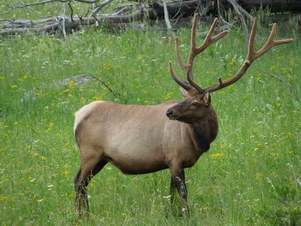 Süd- & Nordamerika 07-2017