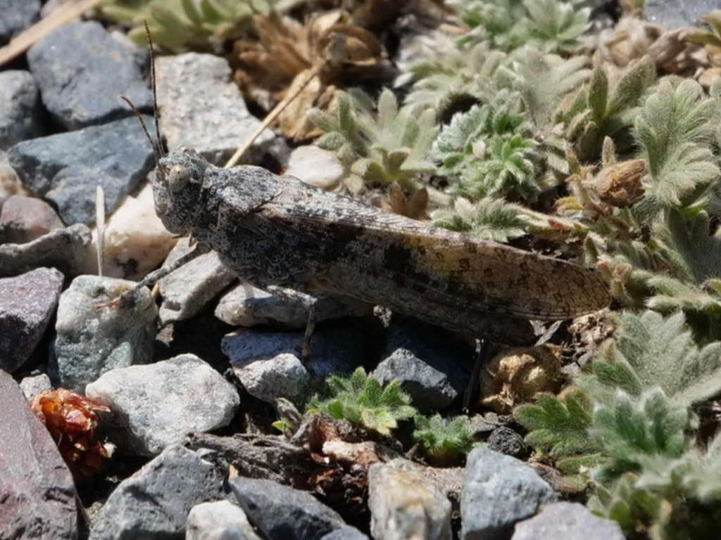 Süd- & Nordamerika 07-2017