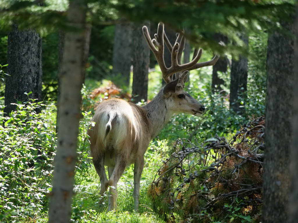 Süd- & Nordamerika 07-2017