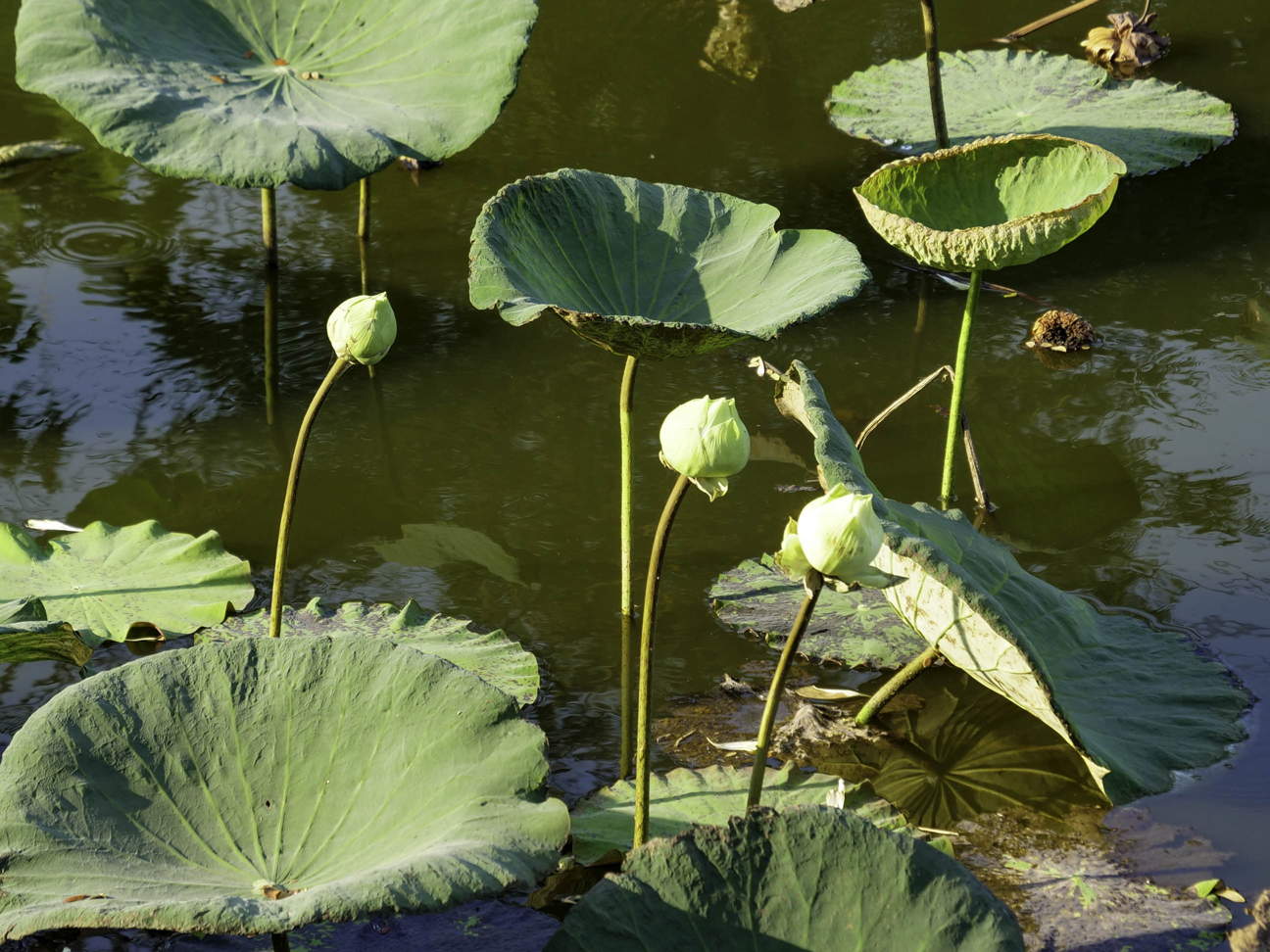 Thailand, Ban Cha Kae Kon